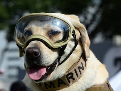 Frida la perrita rescatista del sismo 2017 falleció