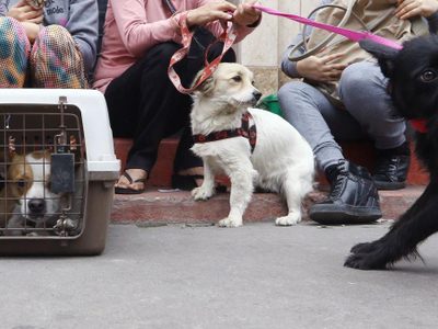¿Y las criaturas? Qué hacer con tu mascota en caso de sismo en CDMX