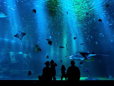 Con mega acuario, esto sabemos del nuevo centro comercial de CDMX