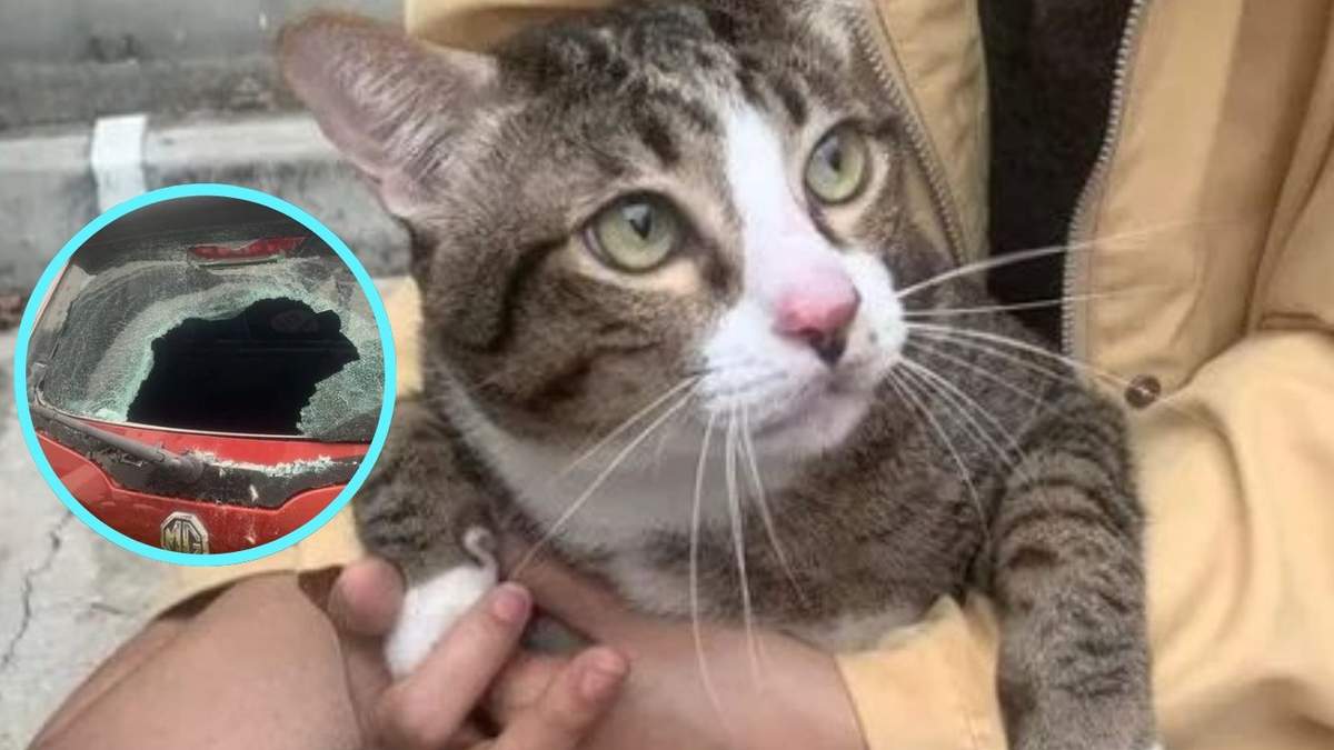 El dueño decidió perdonar al animal y al dueño
