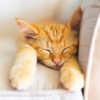 Así es como roban con gatitos heridos en CDMX