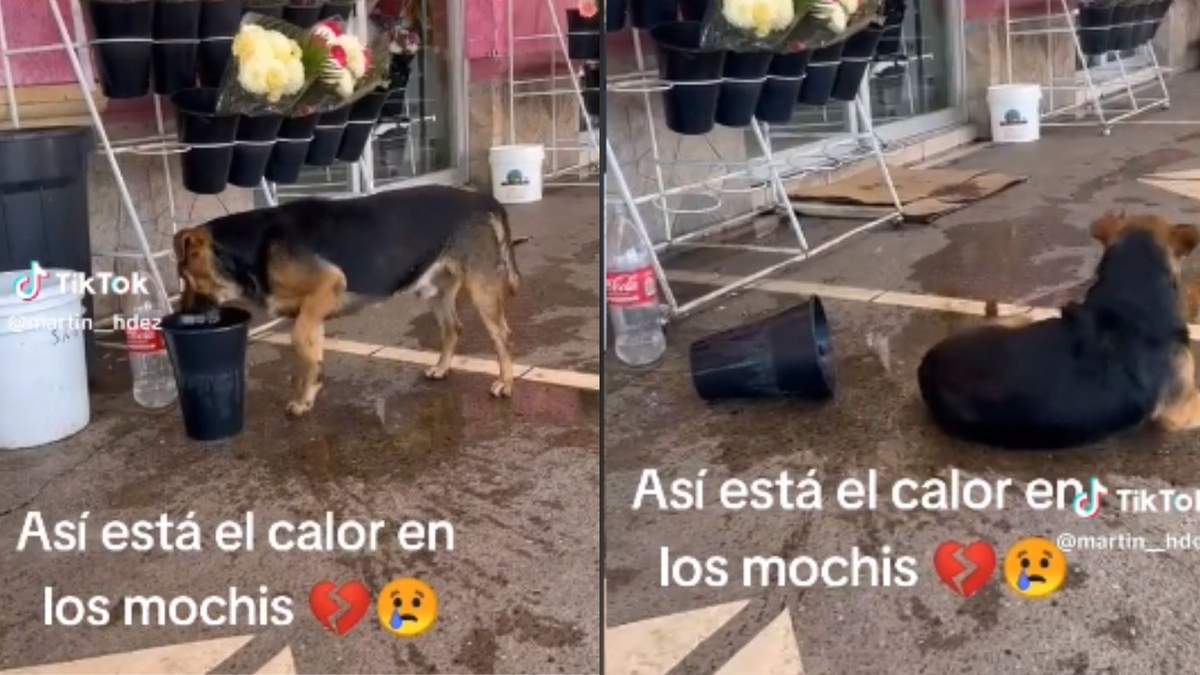 El animalito tiró un florero y se recostó en el agua