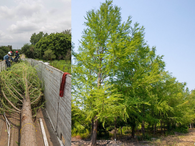 FOTOS Así será el Ahuehuete de 20 años que será plantado en Reforma