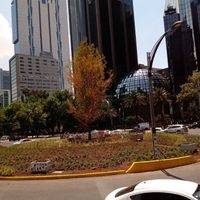 ¿El Ahuehuete será cuidado por la UNAM? Esto propone el PAN