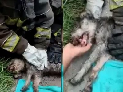 VIDEO: Los buenos somos más: Bomberos rescataron a perrito intoxicado